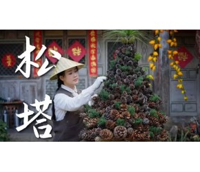 云南野生落水松子——又一种难得的山珍野味