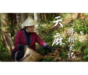 寻根食记（六）天麻——甜糯滋补的“赤箭之根”，天麻会走，种下没有