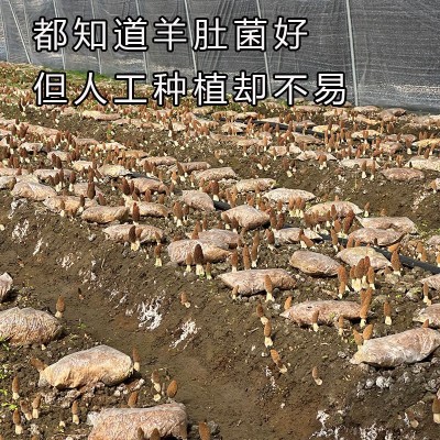 云南新货羊肚菌头茬新鲜干货农家特产炖煲汤锅食材蘑菇菌菇类批发1件图3