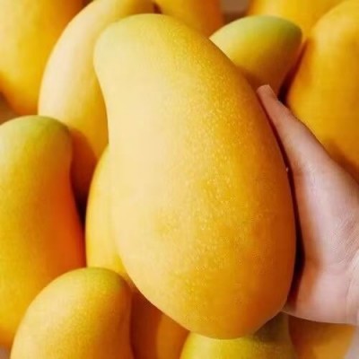 海南金煌芒新鲜水仙芒果10斤装整箱薄皮当季孕妇水果果园直发包邮1件
