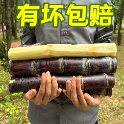 广西黑皮甘蔗10斤新鲜水果脆甜多汁应当季孕妇甜杆果蔗整箱特产1件图2