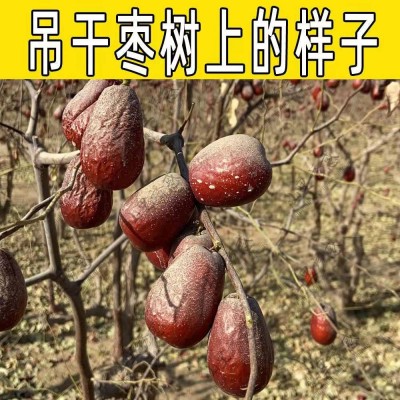 【新疆特产和田大枣】大红枣原生态未清洗的和田大枣骏枣大量批发图4