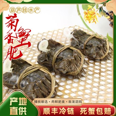 大闸蟹鲜活现货特大螃蟹批发 海鲜水产 河蟹公蟹批发25千克