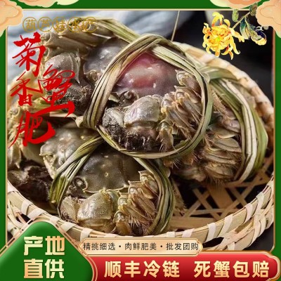 满黄全母鲜活大闸蟹 10只特大母螃蟹现货镇发海鲜水产礼盒1盒