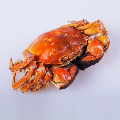满黄全母鲜活大闸蟹 10只特大母螃蟹现货镇发海鲜水产礼盒1盒图2