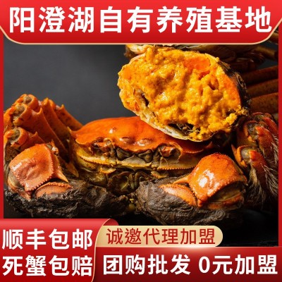 大闸蟹阳澄湖镇鲜活螃蟹礼盒徽商代理一手货源诚邀渠道合作团购1000盒