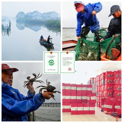 大闸蟹阳澄湖镇鲜活螃蟹礼盒徽商代理一手货源诚邀渠道合作团购1000盒图2