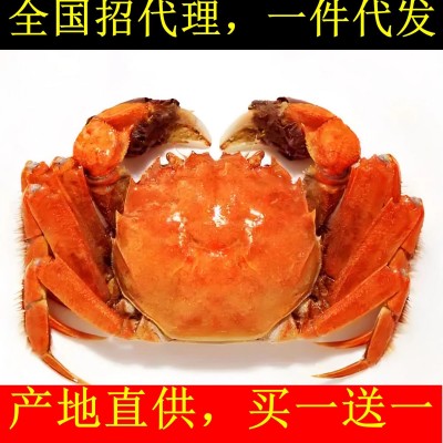 阳澄湖镇大闸蟹源头厂家加盟鲜活螃蟹批发团购中秋礼品礼盒样品1000盒图3