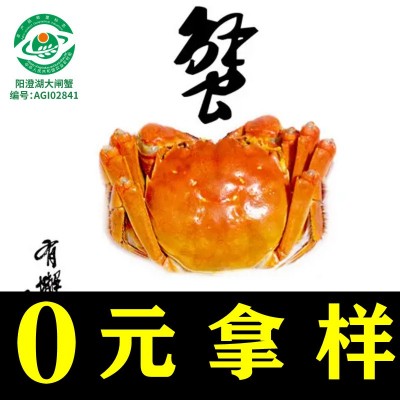 大闸蟹阳澄湖镇厂家供应链蟹券螃蟹湖蟹直招代理诚邀批发代发礼盒1000盒