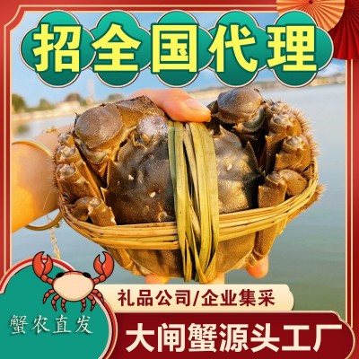 大闸蟹阳澄湖镇鲜活正宗螃蟹供应链批发诚邀渠道合作团购徽商代理1000盒