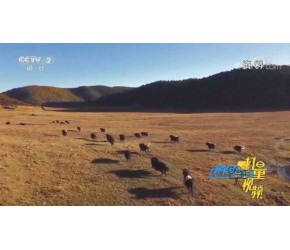 5A级景区！普达措国家公园动植物资源丰富，风光独特