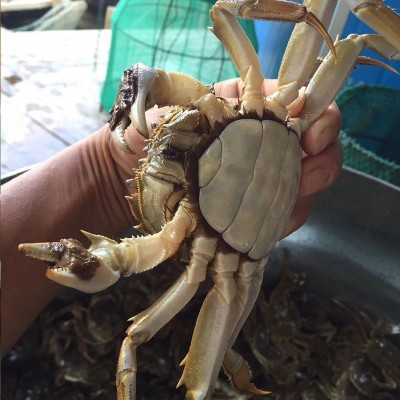 大闸蟹诚邀加盟代理鲜活螃蟹批发活蟹微商代发螃蟹大闸蟹1盒图3