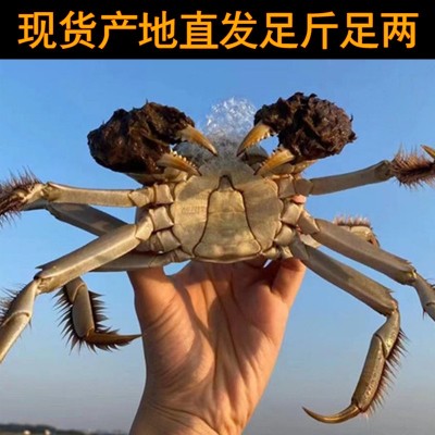 大闸蟹诚邀加盟代理鲜活螃蟹批发活蟹微商代发螃蟹大闸蟹1盒图4
