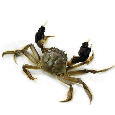 大闸蟹代理788型公3.5两母2.5两4对8只装大闸蟹螃蟹礼券提货券1盒图2