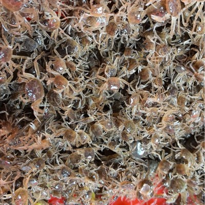 五期豆蟹苗淡水螃蟹苗养殖豆蟹苗小蟹苗一件批发4000斤