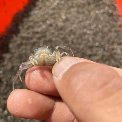 基地直供 高成活率小扣蟹螃蟹苗养殖 2000头一斤淡水大眼幼体蟹苗10斤