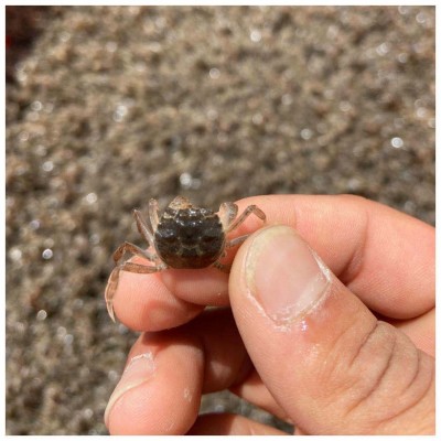 基地直供 高成活率小扣蟹螃蟹苗养殖 2000头一斤淡水大眼幼体蟹苗10斤图2