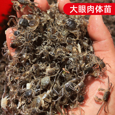 基地直供 高成活率小扣蟹螃蟹苗养殖 2000头一斤淡水大眼幼体蟹苗10斤图3