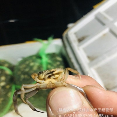 高质量淡水螃蟹苗 大眼豆蟹 扣蟹70-80头 高成活率蟹苗1斤图2