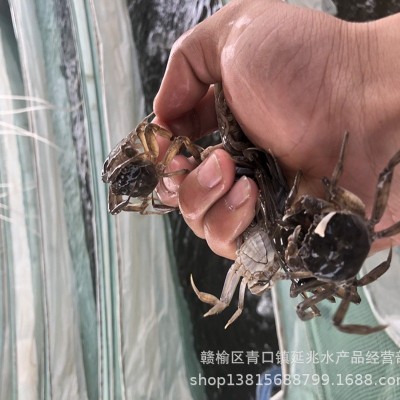 高质量淡水螃蟹苗 大眼豆蟹 扣蟹70-80头 高成活率蟹苗1斤