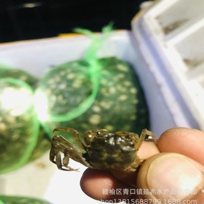 高质量淡水螃蟹苗 大眼豆蟹 扣蟹70-80头 高成活率蟹苗1斤图3