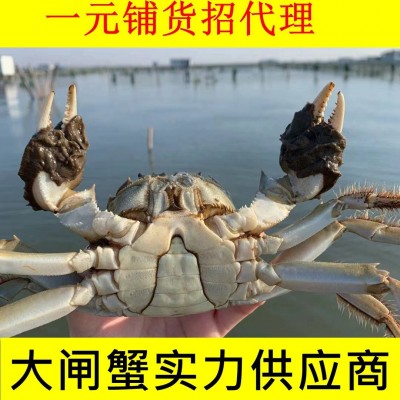 中秋礼品螃蟹苏州昆山大闸蟹供应链一手货源诚邀渠道合作团购价优10000个