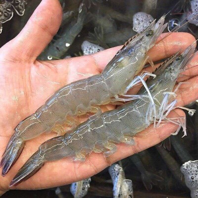 大虾国产对虾基围虾明虾冰冻青虾鲜活白虾海虾冷链运输2斤图3