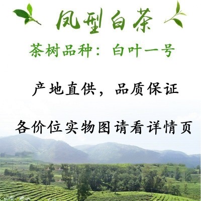 深谷2025安吉工艺浙江凤型白茶毛峰绿茶茶叶批发市场散装产地货源10斤图5