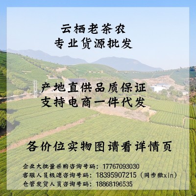 2025新茶明前凤型白茶叶 茶厂货源散茶批发 高山绿茶叶雨前茶浓香1斤图2