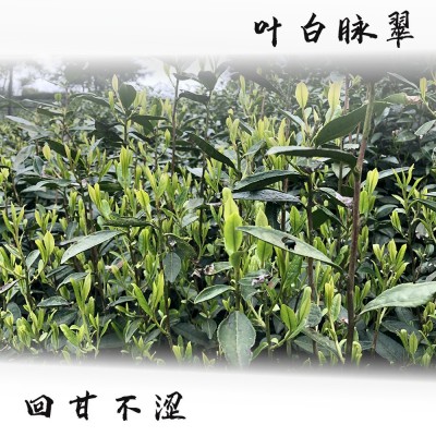 2025新茶明前凤型白茶叶 茶厂货源散茶批发 高山绿茶叶雨前茶浓香1斤图3