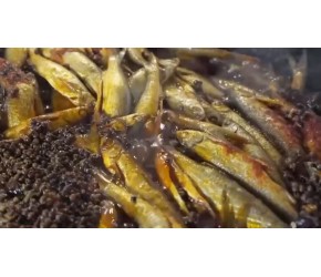 当地特产美食“盐水鱼”，肉质细腻香辣脆口，深受众多食客喜爱