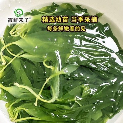 【商用批发】霞浦特产盐渍海带嫩苗10斤新鲜海带芽涮火锅凉拌食材 2箱图2