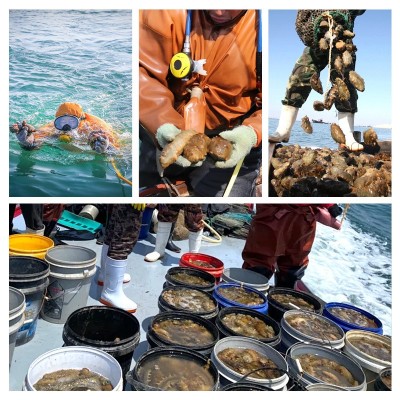 海参厂家批发 鲜食海参劲道口感即食海参有嚼头滋补有营养 1斤图3