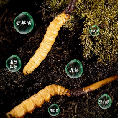 2025头茬头期新鲜冬虫夏草高海拔西藏那曲鲜虫草产地直发 新鲜虫 1袋图4