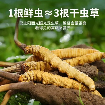 2025头茬头期新鲜冬虫夏草高海拔西藏那曲鲜虫草产地直发 新鲜虫 1袋图3