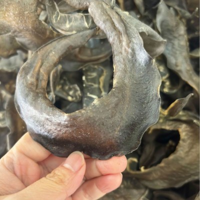 25-100甲鱼裙边头海味干货工厂批发水鱼裙边酒店食材王八鱼鳖裙边 1包图3