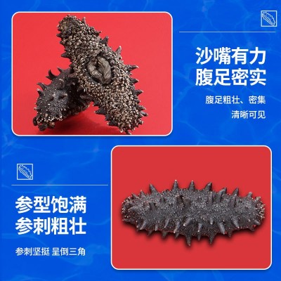 工厂直营现货淡干海参10倍涨发海鲜干货深海辽刺参大火冻干海参 50盒图2