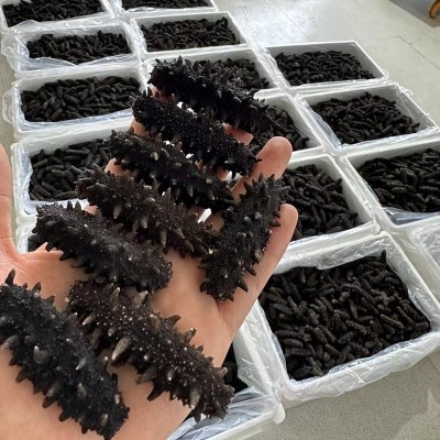 工厂直营现货淡干海参10倍涨发海鲜干货深海辽刺参大火冻干海参 50盒图4