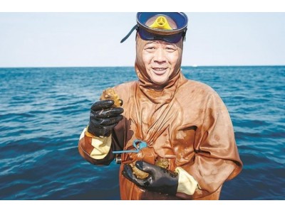 大连海参：从春捕到冬