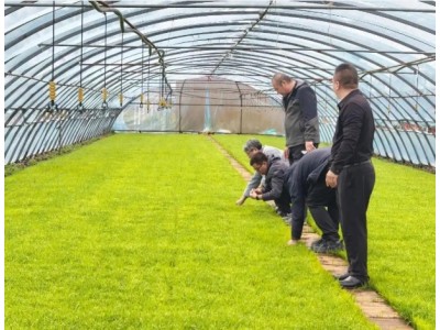 桦川：水稻专家田间把脉 科技赋能单产提升