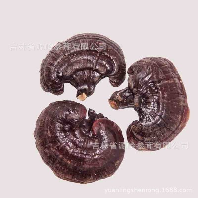 源头批发黑灵芝长白山紫灵芝半灵芝东北特产整朵500克左右 1斤图4