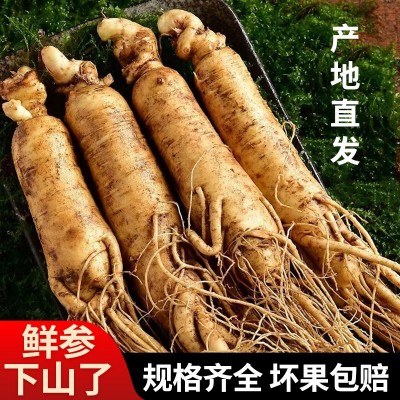 【产地空运直发】24年长白山鲜参新鲜带土人参整枝500克装泡酒参 1盒