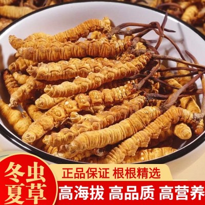 冬虫夏草批发西藏那曲产地直供冻干虫草新货头期一手货源找代理 1克图3