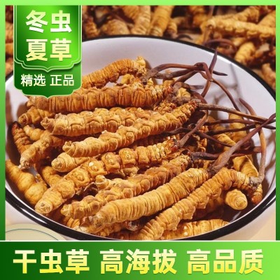 冬虫夏草批发西藏那曲产地直供冻干虫草新货头期一手货源找代理 1克