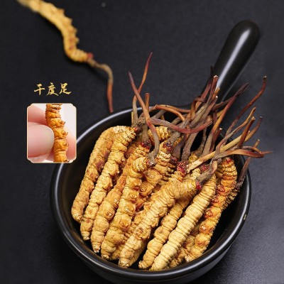 冬虫夏草批发西藏那曲产地直供冻干虫草新货头期一手货源找代理 1克图2