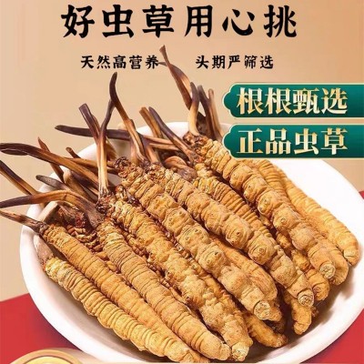 冬虫夏草野生西藏那曲高品质虫草批发新鲜头期虫草干货优质无断草 10克