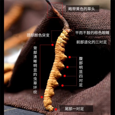 西藏那曲冬虫夏草足干头茬蛹虫草礼盒装现货批发传统滋补送礼 1g图2