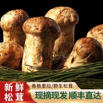 新鲜松茸现货云南蘑菇500g香格里拉特产野生菌鲜菌菇顺丰冷藏发货 1盒