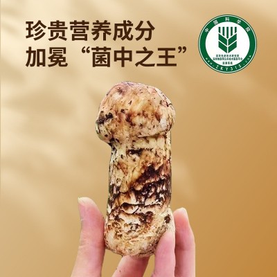 新鲜松茸现货云南蘑菇500g香格里拉特产野生菌鲜菌菇顺丰冷藏发货 1盒图4