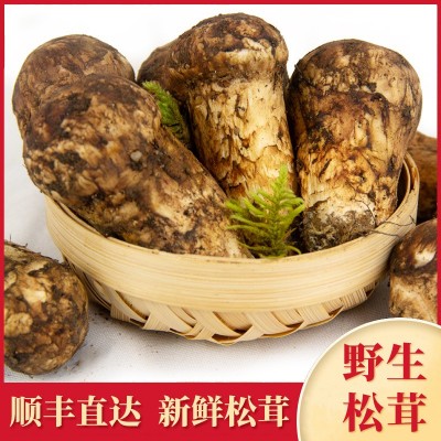 新鲜松茸现货云南蘑菇500g香格里拉特产野生菌鲜菌菇顺丰冷藏发货 1盒图2